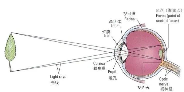 小眼睛不讨人喜欢,小眼睛的人看见不顺眼