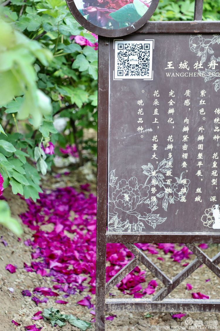 看洛阳牡丹花卉节,洛阳古都牡丹花展