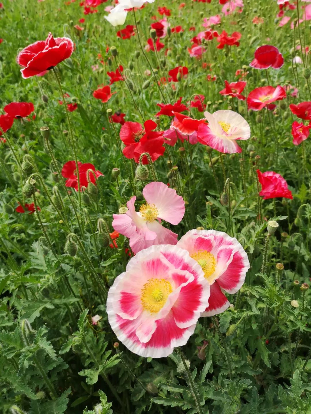打卡北京紫谷伊甸园虞美人花海,通州看花的景点推荐免费