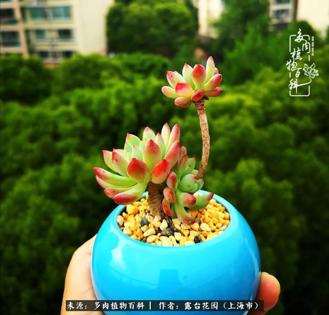 这6种多肉又粉又可爱萌翻少女心,粉粉萌萌的多肉有哪些