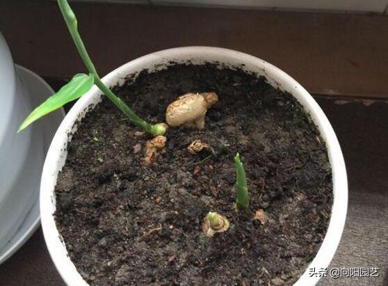 家里沙土种生姜如何施肥,阳台种植生姜用什么水肥