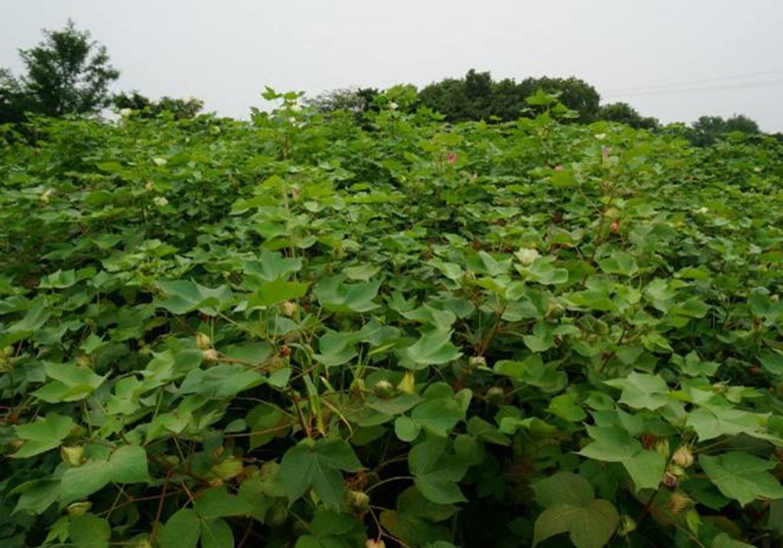 麦棉套种高产栽培技术,棉田套种哪种最好