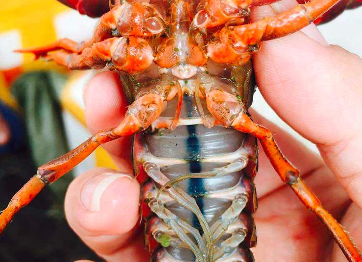 买小龙虾选中青还是小青,红壳青壳小龙虾