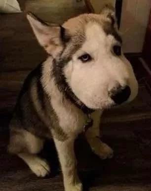 拔牙后怎么注意口腔卫生,拔牙后的正确护理方法