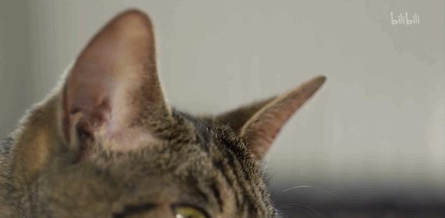 猫外耳炎的图片,正常猫耳朵背面是什么样子