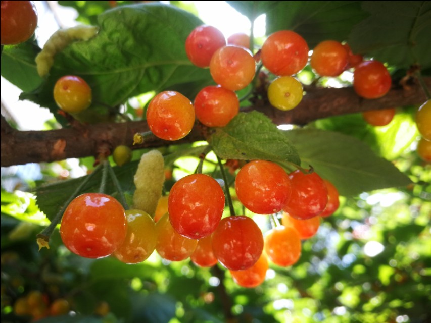 野樱桃树上面长的黑疙瘩是什么,樱桃树上面结满了樱桃图片