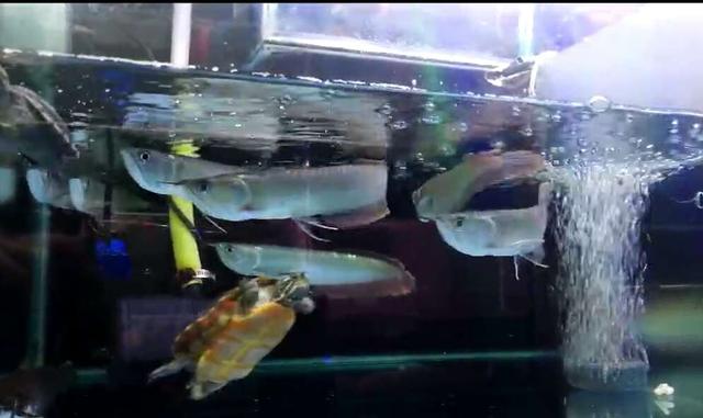 小小的麦穗鱼不但是童年里我的最爱，也是很多中大型观赏鱼的最爱