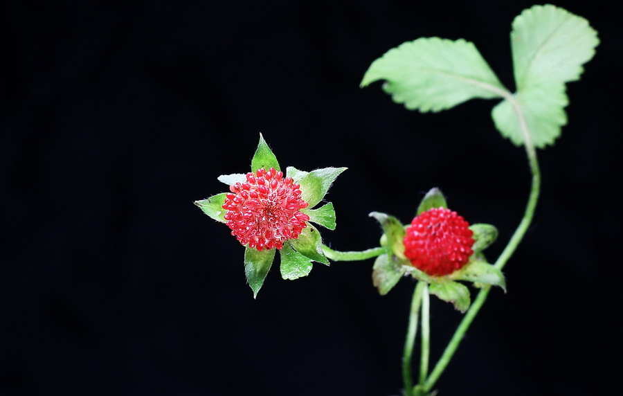 蛇莓几月熟,六月有蛇莓吗