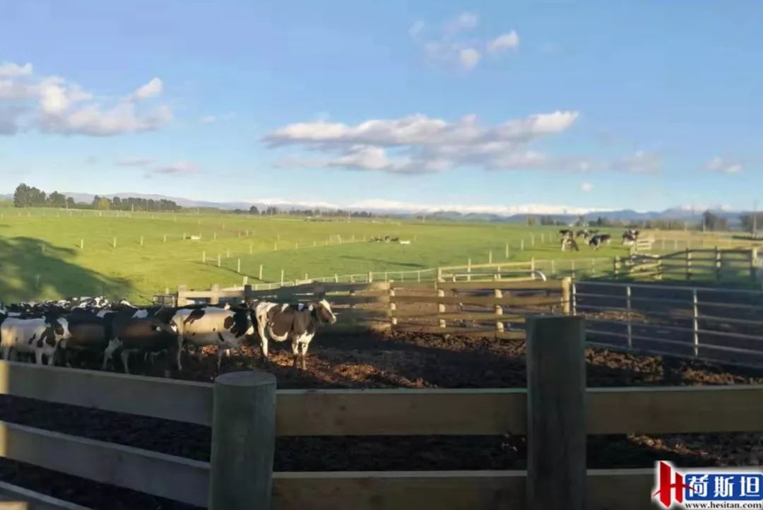 4000头新西兰牛抵达大丰港适合中国消费者的海福特肉牛强势来袭