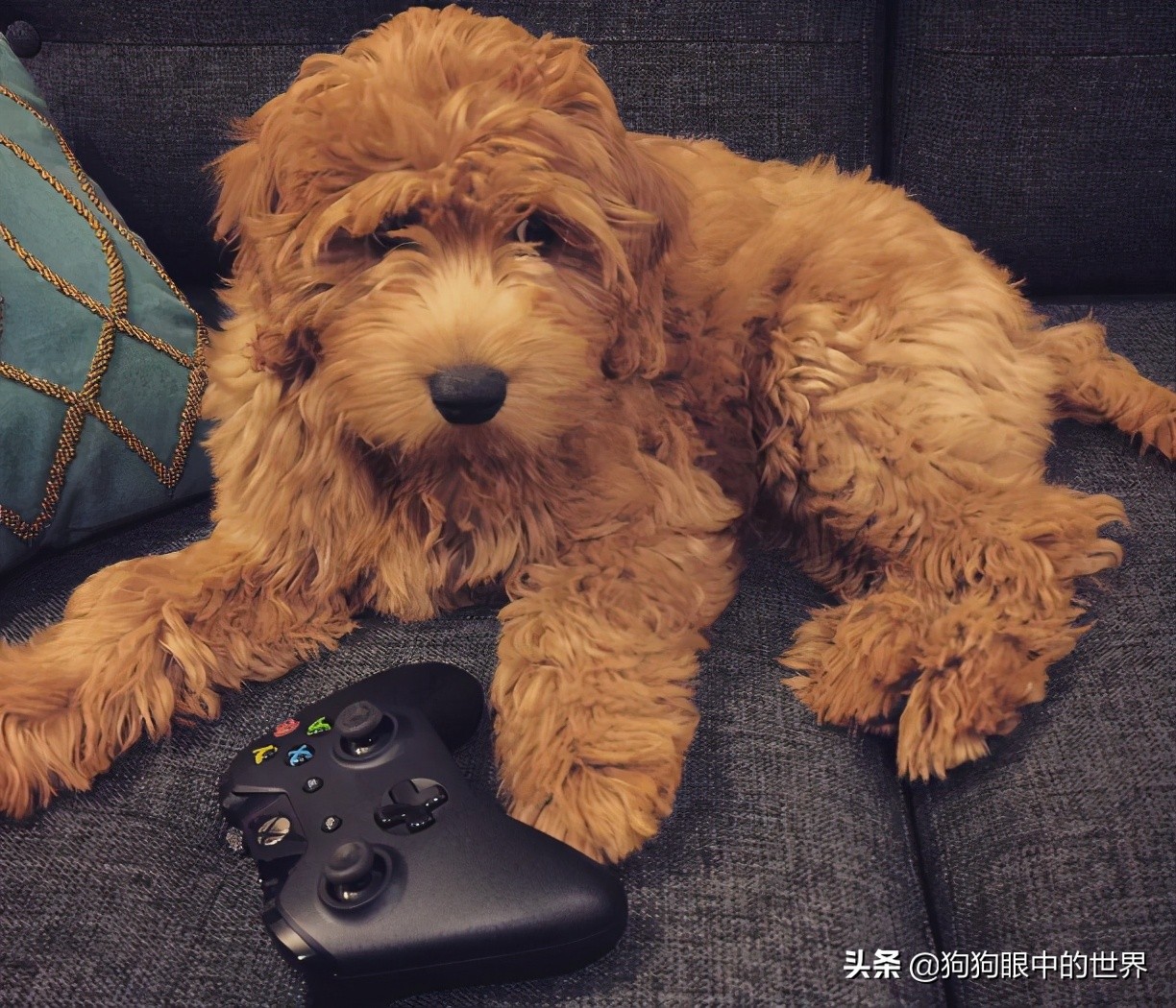 巨型贵宾犬到底有多聪明,巨型贵宾犬聪明吗