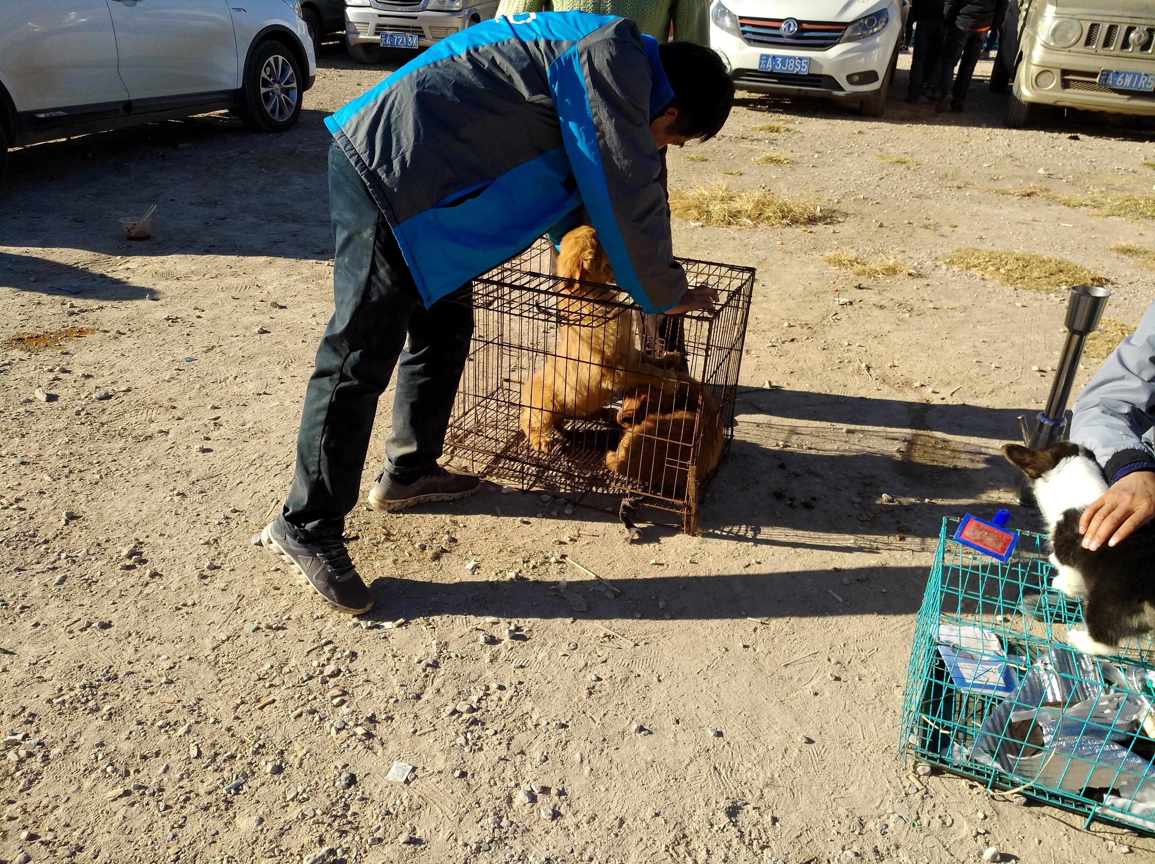 小金毛狗市场300块钱买得到吗,狗市场买只金毛