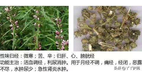 农村身边的中草药主治与功效,中草药全图谱与功效