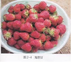 高产的高架草莓无土栽培技术,有机草莓的大棚种植与管理技术