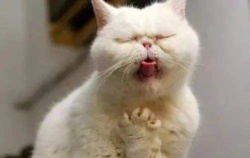 猫咪为啥会吐?吐了怎么办?铲屎官不要慌,4种情况做法不同