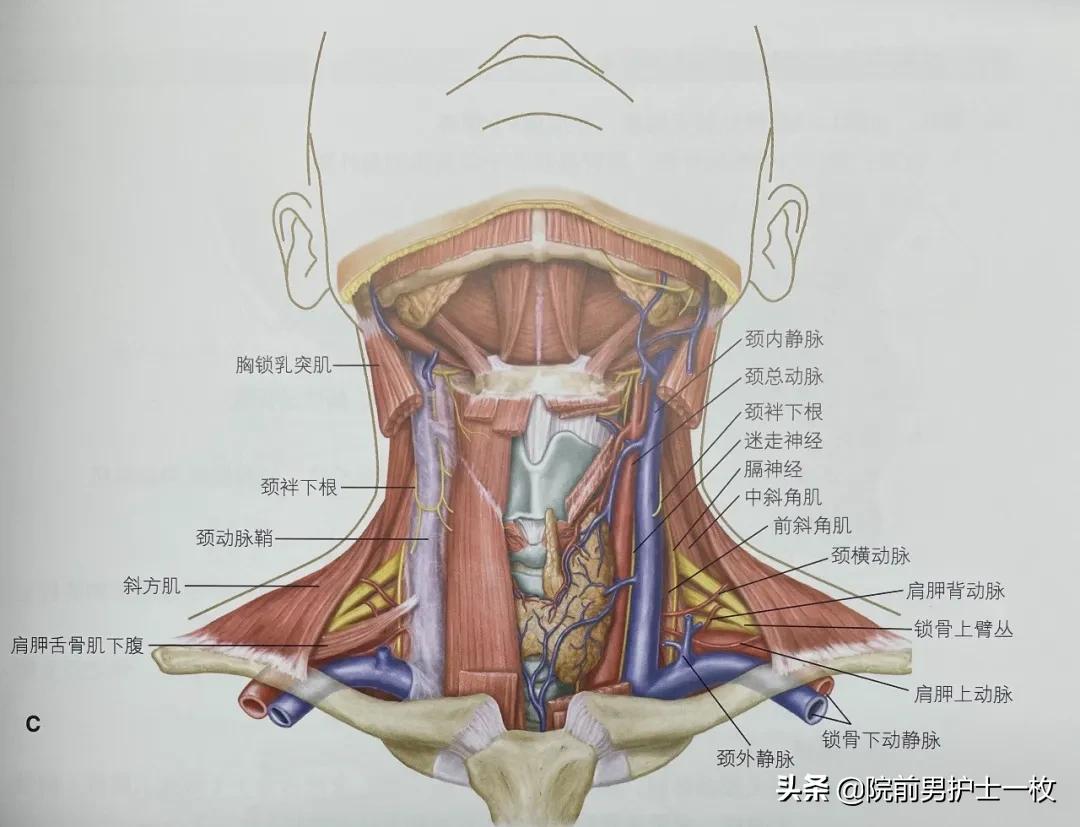 深静脉置管锁骨下静脉穿刺部位,深静脉穿刺置管拔出需要注意什么
