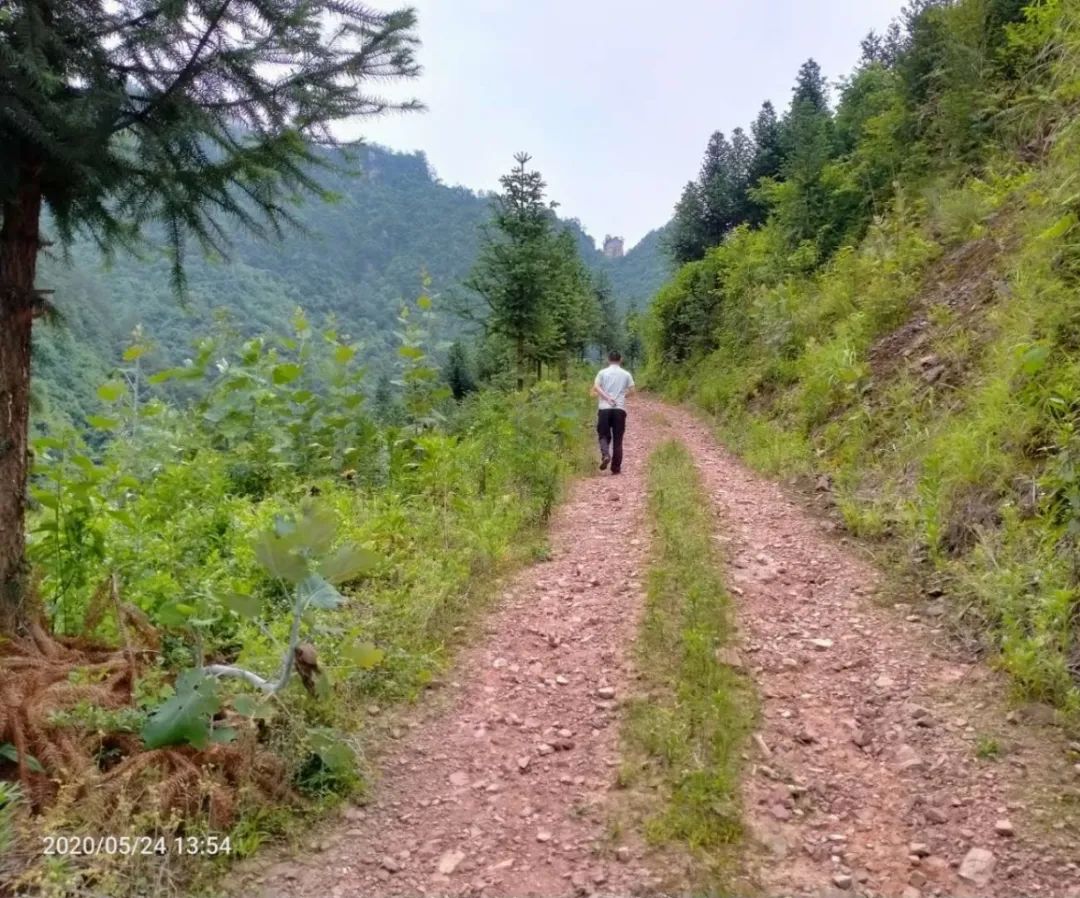 张家界的莓茶酥,张家界的莓茶是什么植物