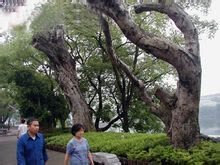 桂林两江四湖景点介绍,桂林两江四湖门票多少钱