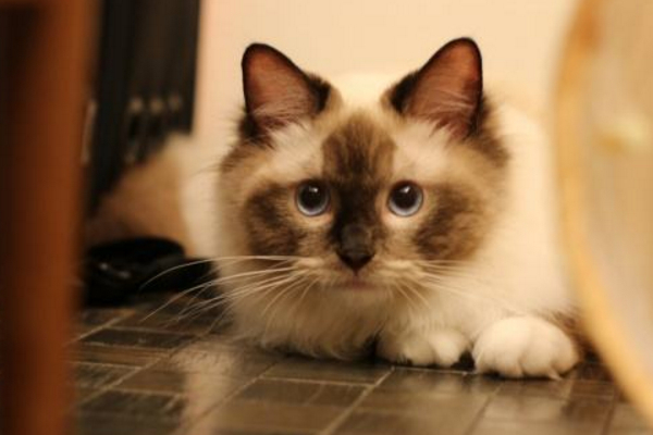 猫咪像打嗝一样一抽一抽的,猫咪有时候打嗝是什么情况