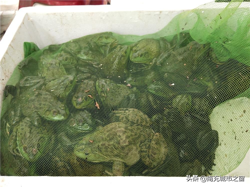 南充嘉陵九味美蛙鱼头,南充吃美蛙