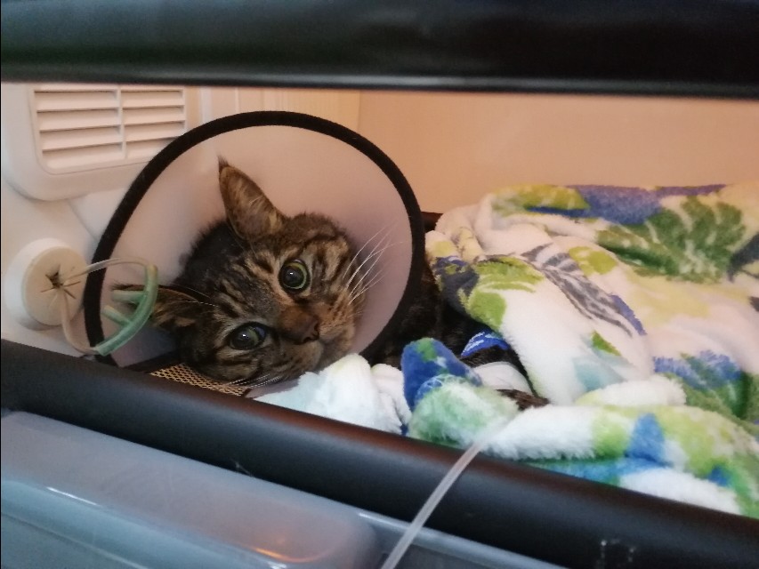 喵明明可以依靠卖萌与宠爱生活，却要用“好奇心”追求生活