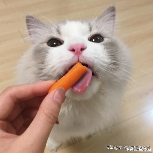 猫咪拉肚子医生给了益生菌,猫咪拉稀喂蒙脱石散需要禁食吗