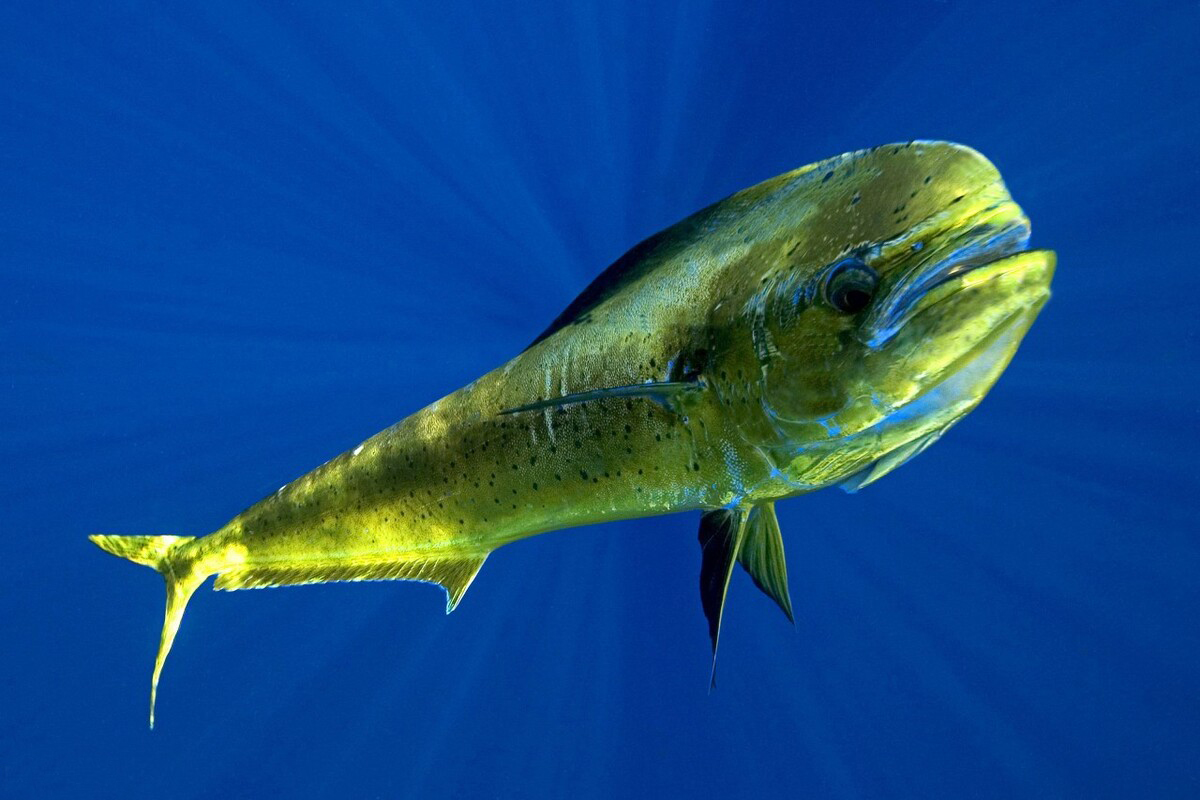 鲯鳅为什么被称为海洋中的变色龙,淡水鲯鳅