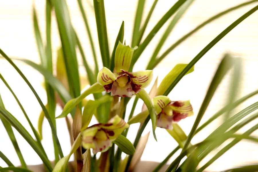 兰花的种植方法如何使其多开花,兰花开花季节可以种兰花吗