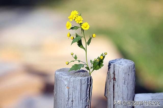 中国传统文化的意境美,中国古典园林追求什么审美境界