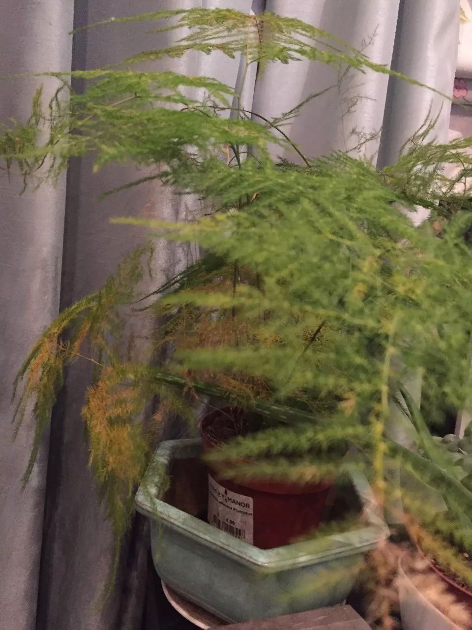 富贵竹绿萝叶子发黄怎么办,绿萝吊兰富贵竹发黄