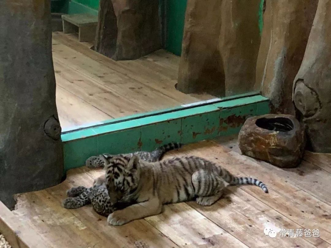 广州和珠海长隆一起玩攻略,广州珠海长隆旅游攻略5天四晚