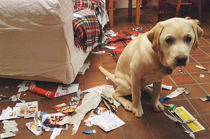 铲屎官最怕狗狗的哪些行为,铲屎官给狗狗立规矩