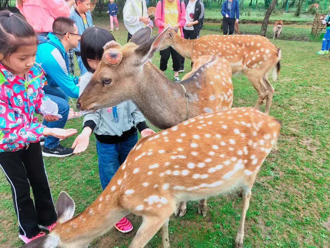 神农架攻略书,重庆出发神农架三日自驾游攻略