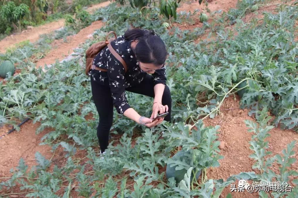 弥勒千亩西瓜熟了!黄心瓜、红心瓜、小香瓜…你喜欢哪种?