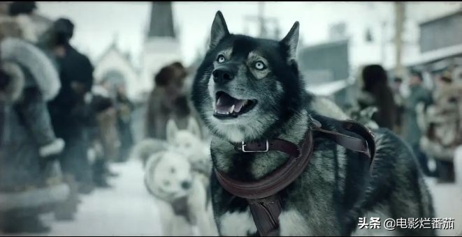 二哈多哥极限逃跑,多哥为什么跟其他哈士奇不一样