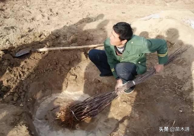 园林绿化苗木栽植为什么不易存活,苗木存活十大绝招