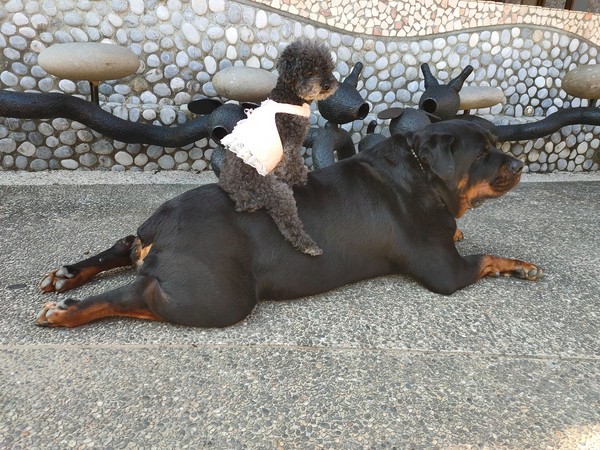 罗威纳犬碰见土狗,罗威纳犬遇见农村土狗