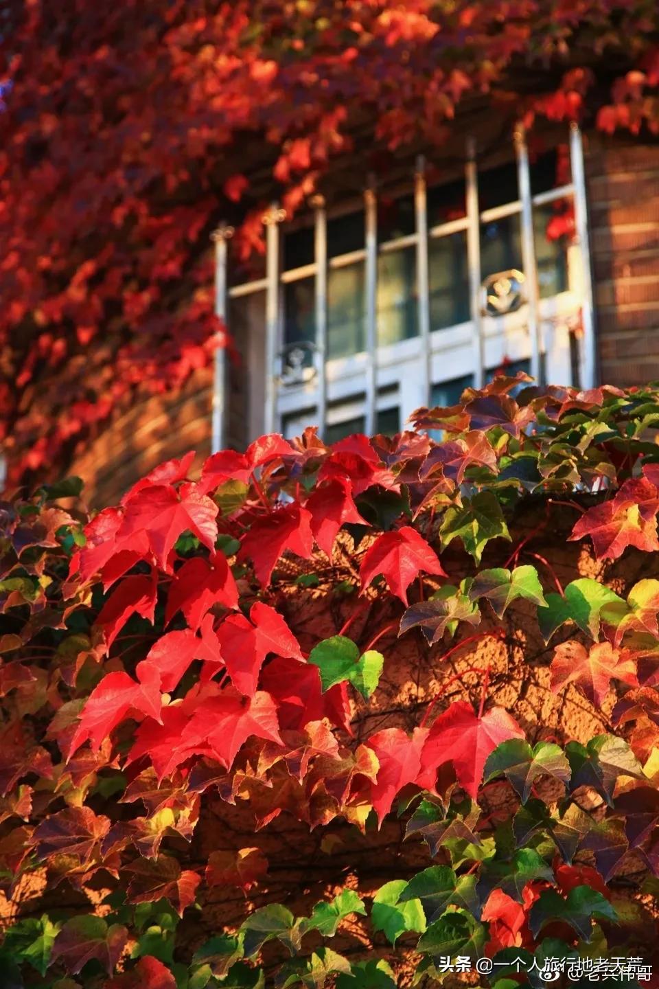 大连最浪漫的十个地方,大连浪漫景色