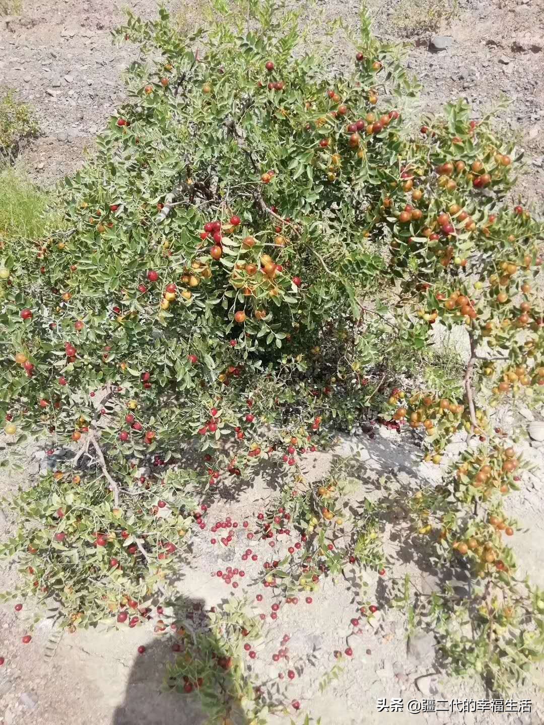 酸枣仁24年行情,天地网酸枣仁价格行情