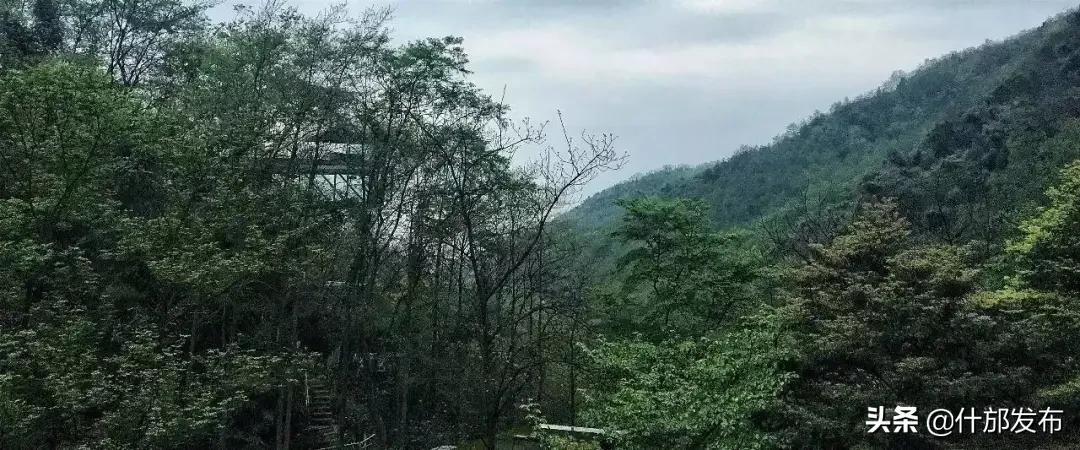 雪茄之乡大美什邡,什邡市全国最大的雪茄基地