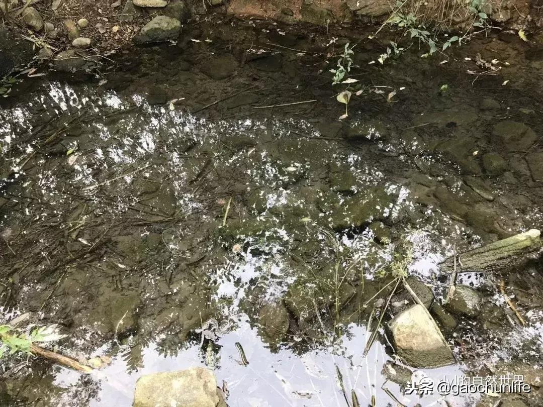 草龟难养,养草龟笔记