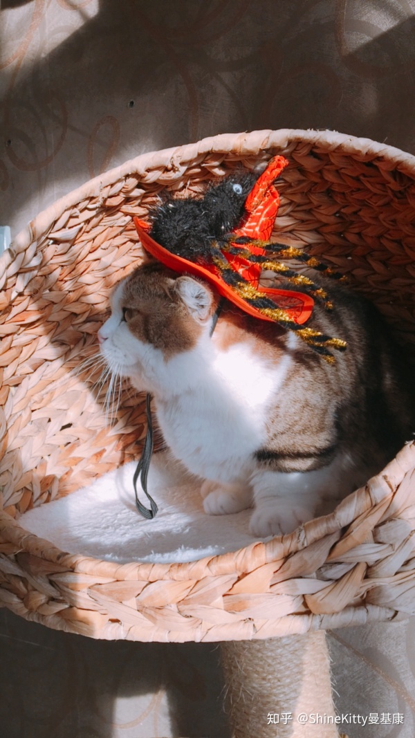 怀孕期间养猫该注意些什么,帮人养猫的话需要注意什么