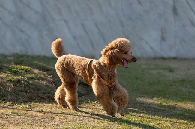 贵宾泰迪犬掉毛严重怎么治疗,贵宾犬掉毛是怎么回事