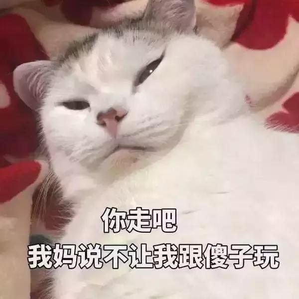 猫咪有个超有情商的铲屎官,猫咪智商测试果然豆丁智商最高