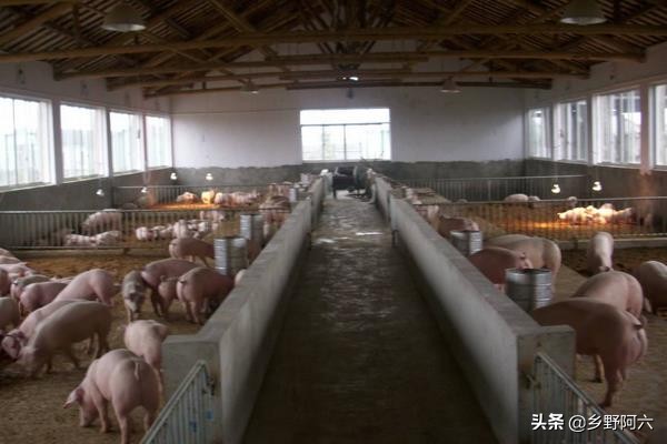 猪催肥最快的偏方,猪催肥剂的最简单快速催肥方法