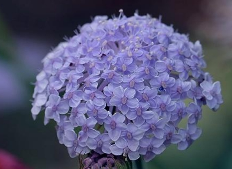 蓝蕾丝花苗,蓝蕾丝花种子