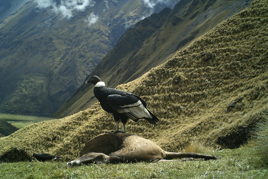 安第斯神鹰是最大的鸟,安第斯神鹫飞行五小时不扇翅膀