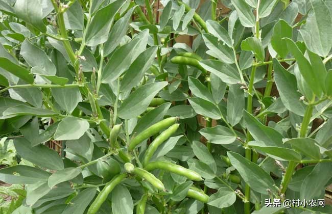 蚕豆又叫兰花豆,蚕豆又叫茴香豆吗