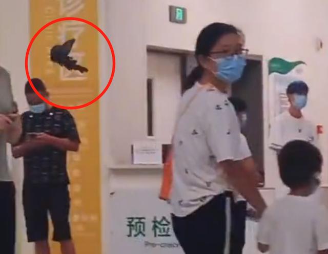 网友拍到一只蝴蝶,一只蝴蝶飞进医院
