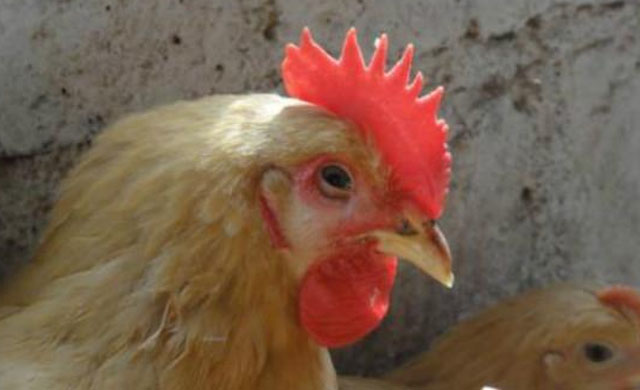 鸡眼睛睁不开怎么回事?用什么药能够治疗?一定要注意这4种疾病