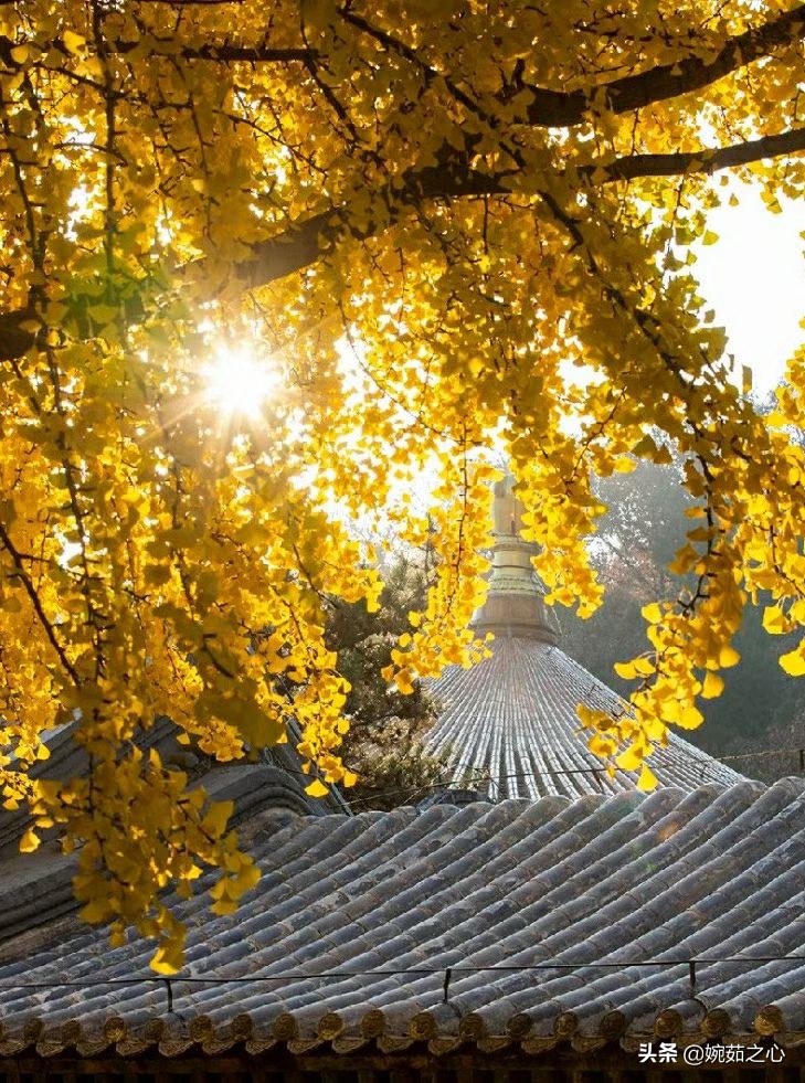 《婉茹·心语》婉茹/原创